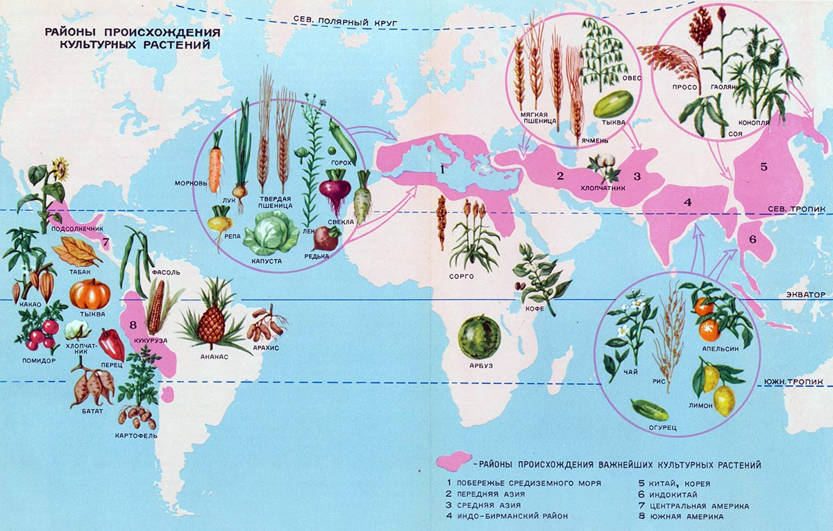 Карта с обозначенными центрами происхождения овощных культур